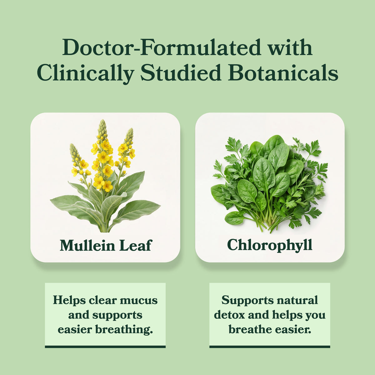 BetterLungs Mullein + Chlorophyll